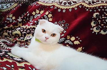 Кошки: Шотландская — 3