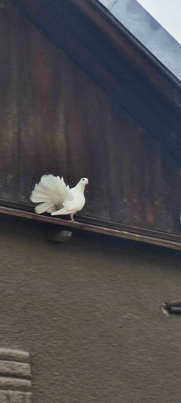 Птицы: Продаю голубей Павлинов — 7