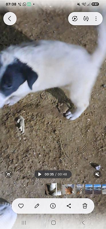 cane corso satilir: 2 ay, Peyvəndli — 5