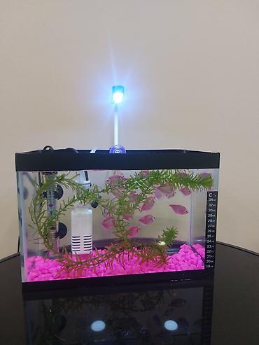 Akvariumlar: Topdan satılır say çoxdu ölçülər 30×25×15 (. 11 litir qapaqlı və -da lalafo.az — 13 Akvariumlar: Topdan satılır say çoxdu ölçülər 30×25×15 (. 11 litir qapaqlı və — 13