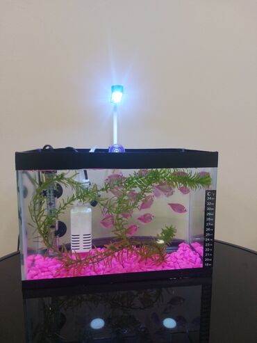 Akvariumlar: Şüşə akvarium – dekorativ fonlu modellər ölçü 30×25×15 Məhsul təsviri — 33