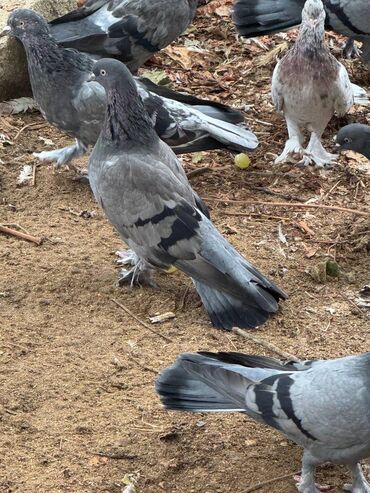 Göyərçinlər: Kəməti göylərdi içində 3 4 dənə əbrəş var. 17-20 tukdulər. kom şəkildə -da lalafo.az — 3 Göyərçinlər: Kəməti göylərdi içində 3 4 dənə əbrəş var. 17-20 tukdulər. kom şəkildə — 3