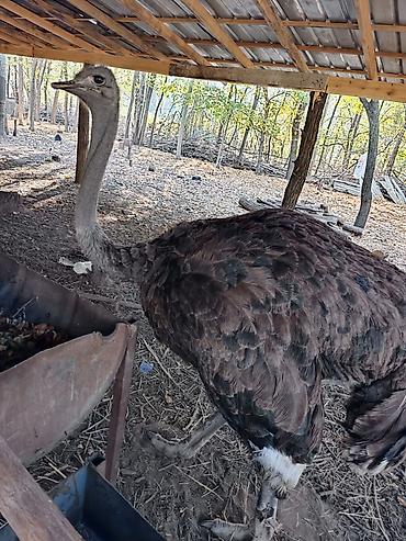 мал доктор: Африканский страус (Struthio camelus) Находится в Токмоке срочно — 5
