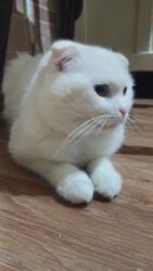 домик для котов: 1 жаш, Эркек, Бычылган