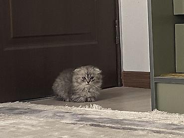 сиамский вислоухий кот: Скотиш Фолд (Шотландская вислоухая), 2 месяца, Девочка, Серебристая шиншилла, Приучена к лотку — 9