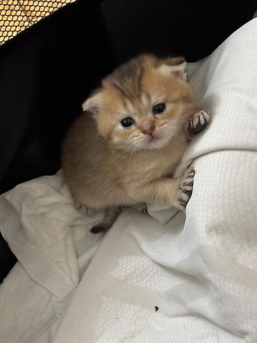 chinchilla satın al: Şinşilla, Erkək, Dişi — 2