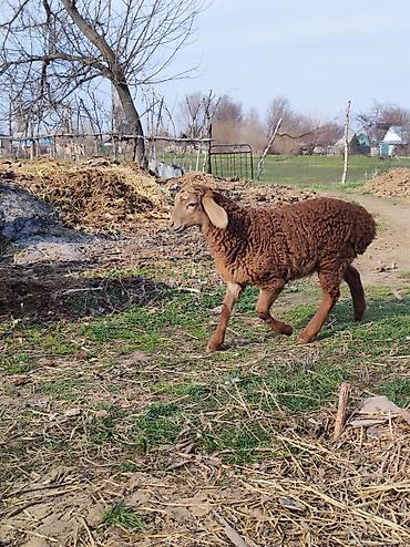 Баран, овца: Продаю | Овца (самка) | Арашан | Для разведения | Матка — 12