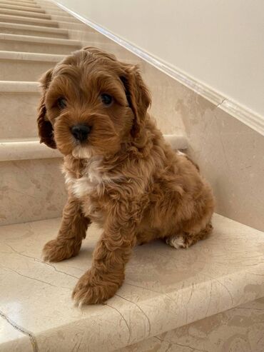 Cavapoo puppies available for rehoming all vaccinated and in good
