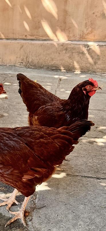 eşey satışı: Toyuq, Yumurtalıq — 1