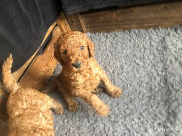 974 ads for count | lalafo.gr: Toy poodle puppies cute toy poodle puppies available. 12 weeks old