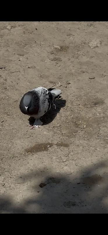 tovuz qusu satilir: Qizgin Takla erkey satilir ciddi alıcılar yazsın — 2