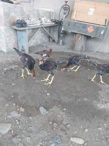 www.toyuq ve cuce yem qablari: Toyuq cücələri, Damazlıq — 1
