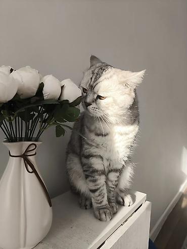 вязка коты: Вязка: Скотиш Страйт (Шотландская прямоухая), Мальчик, 5 лет, С прививками, Серый — 1