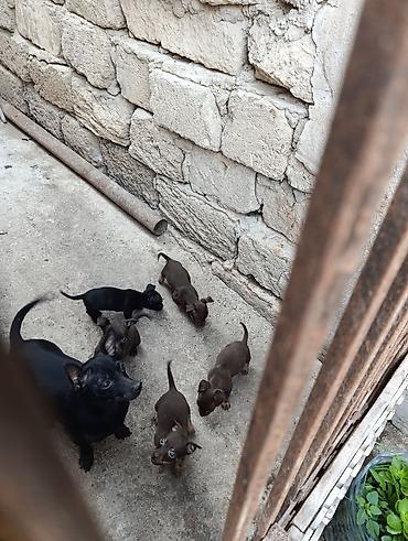 pitbul itlər: Çexiski Pincer balalar — 1