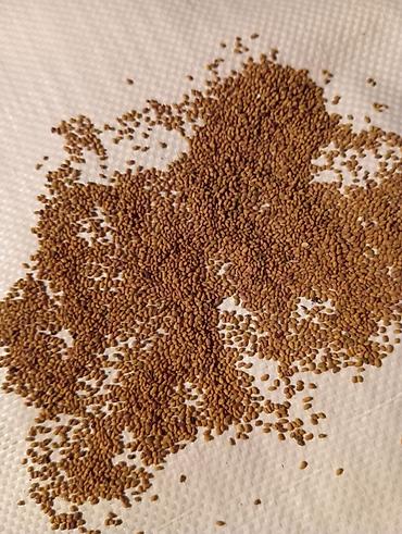 Люцерна: Люцерна at lalafo.kg — 4 Люцерна: Люцерна — 4