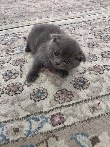Продажа кошек: Скотиш Страйт (Шотландская прямоухая), 1 месяц, Мальчик, Голубой, Приучена к лотку — 3