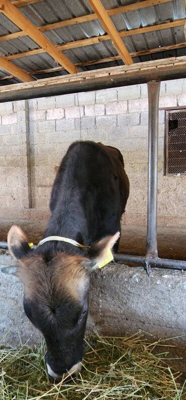Коровы, быки: Продаю | Тёлка, Музоо, торпок | Алатауская | Для разведения