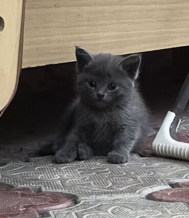отдам даром породистых котят: Кошка даром: Британская короткошёрстная, 2 месяца, Мальчик