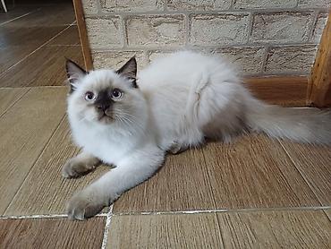 купить британскую кошку: Британские длинношерстныше котята. 3,5 месяца, к лотку приучены — 2