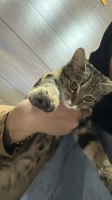 кастрация кота бишкек цена: 3 месяца, Мальчик