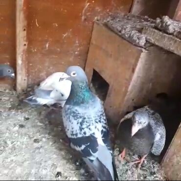 Göyərçinlər: Göyərçinlər
cütü 35 AZN — 3