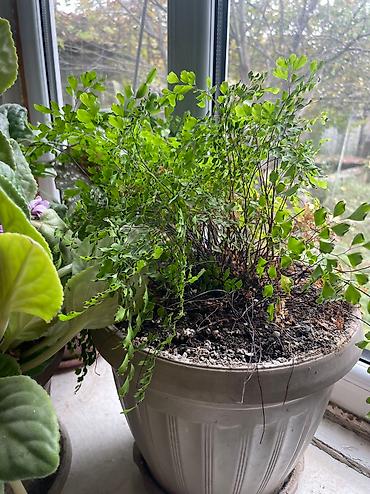 Другие садовые цветы и кустарники: Продаю, точнее отдаю цветы 🍀🍀🍀 ДАРОМ Средние горшки 300 Больше 600 — 3