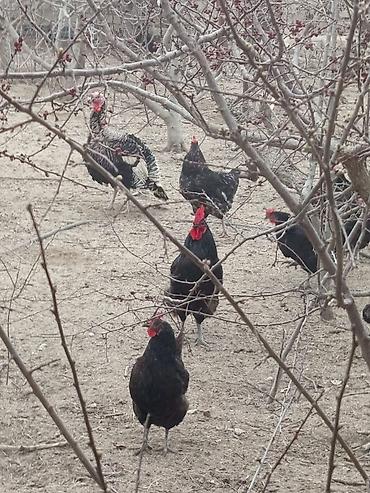 Toyuqlar: Toyuq, Australorp, Damazlıq, Ünvandan götürmə — 4