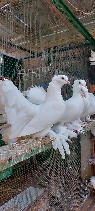 qus nömreleri: Quwdar optum satilir xamsi bir yerden saglamliqina cavabdexem — 5