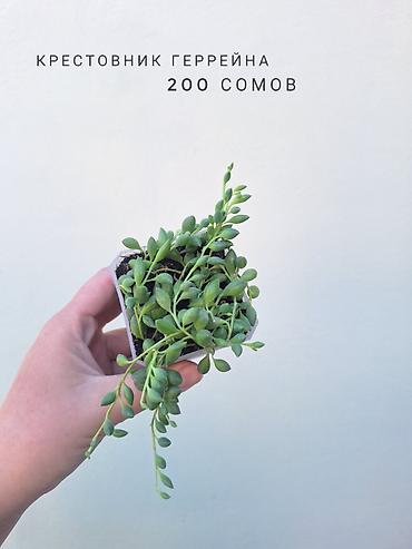 растения комнатные: 💚 Комнатные растения (детки/молодые растения). 🪴 Названия и цены — 10
