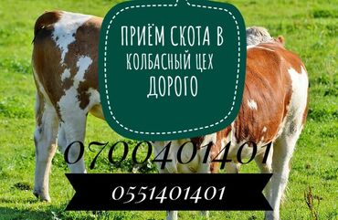 Другие детали системы освещения: В колбасный цех принимаем коров быков телок и лашадей А также