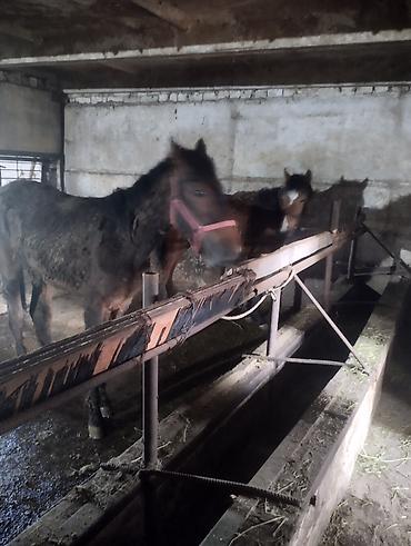 Лошади, кони: Продаю | Кобыла (самка) | Рабочий | Мерин — 1