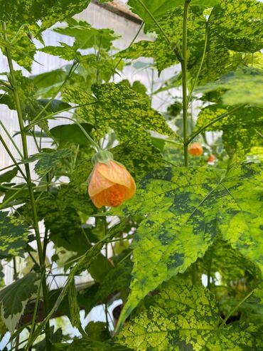 Садовые цветы и кустарники: Абутулионы — 10