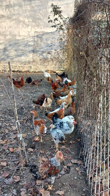 Toyuqlar: Toyuqlar və xoruzlar satılır. Şəkillərdə iri və orta çəkili toyuq və — 10