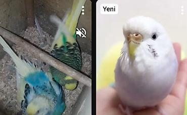 oğlan papuqay adlari: ALIRAM kimde varsa valsti aliram sisdirlis qimet olmsin — 1