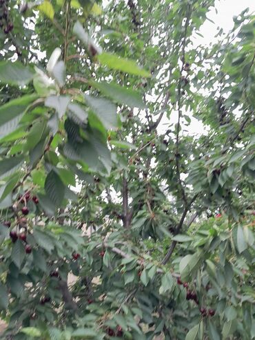 Bağ evlərinin satışı: Sumqayıt, 100 kv. m, 3 otaqlı, Hovuzsuz, Qaz, Su, İşıq -da lalafo.az — 3 Bağ evlərinin satışı: Sumqayıt, 100 kv. m, 3 otaqlı, Hovuzsuz, Qaz, Su, İşıq — 3