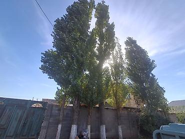 павлония купить: Саженцы — 3