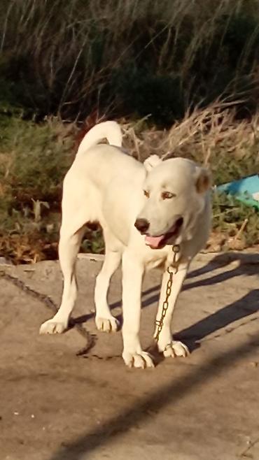 american bully qiymeti: Alabay, 1 il, Erkək, Peyvəndli, Rayonlara çatdırılma — 4