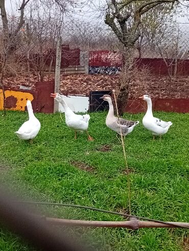 Qazlar: Qazlar satılır – həm ətlik, həm də damazlıq məqsədlər üçün — 6