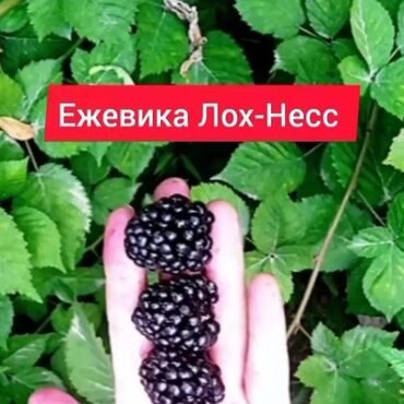 цена картошки в бишкеке 2024 год: Көчөттөр : Кара бүлдүркөн