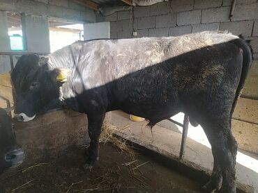 продаю утка: Бука сатылат 1 жаш 3 ай откормда турган