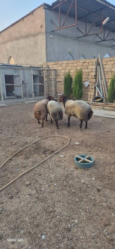 Boşqablar: Qala qoçları satılır 1 il 7 aylıqdı heyvanlar Zirə kəndindədir qiymət