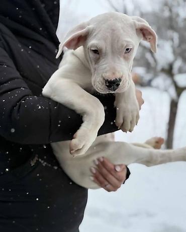 Psi: Na prodaju ZDRAVA ženka dogo argentino, stara 2.5 meseca, redovno — 1