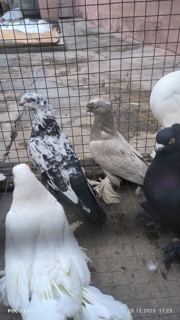 Птицы: Игровые летные цена договарная - Породы: белые павлины (характерные — 6