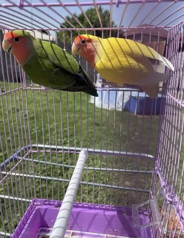 отдам в добрые руки собаку: Nerazlucnik (Love bird-Sevgi quslari) Erkek disi.Bala vermeye tam at lalafo.az отдам в добрые руки собаку: Nerazlucnik (Love bird-Sevgi quslari) Erkek disi.Bala vermeye tam