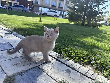 котята шатланские: Шотландец котёнок, окрас лиловый (пепельно‑серый). Плюшевая короткая — 1