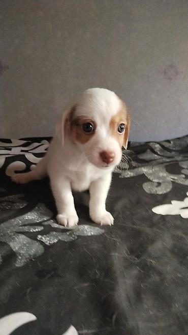 ev itleri ucuz: Çixuahua, 1 ay — 4
