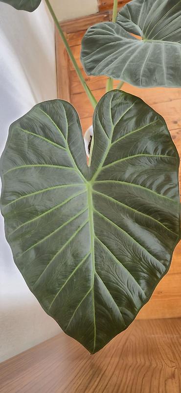 yaz gulleri sekilleri: Alocasia Regal shield. Yarpağı 2 el böyüklüyündedir. Bazar günü metro — 5