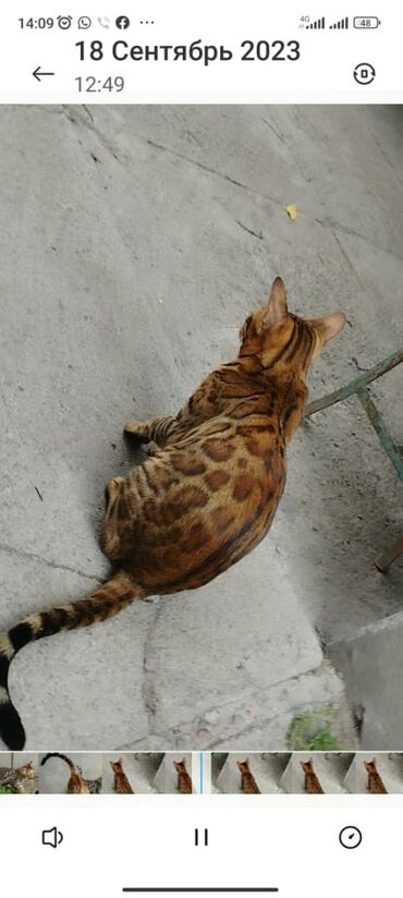 бенгальский леопардовый кот: Возьму в подарок бенгальского котёнка, заботу и уход гарантирую