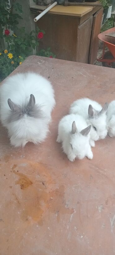Dovşanlar: Angora tipli tüklü dovşanlar bala 8 manat - Növ: Uzun tüklü (Angora — 18
