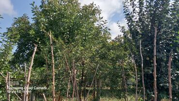 Həyət evləri və villaların satışı: 6 otaqlı, 150 kv. m, Orta təmir — 30